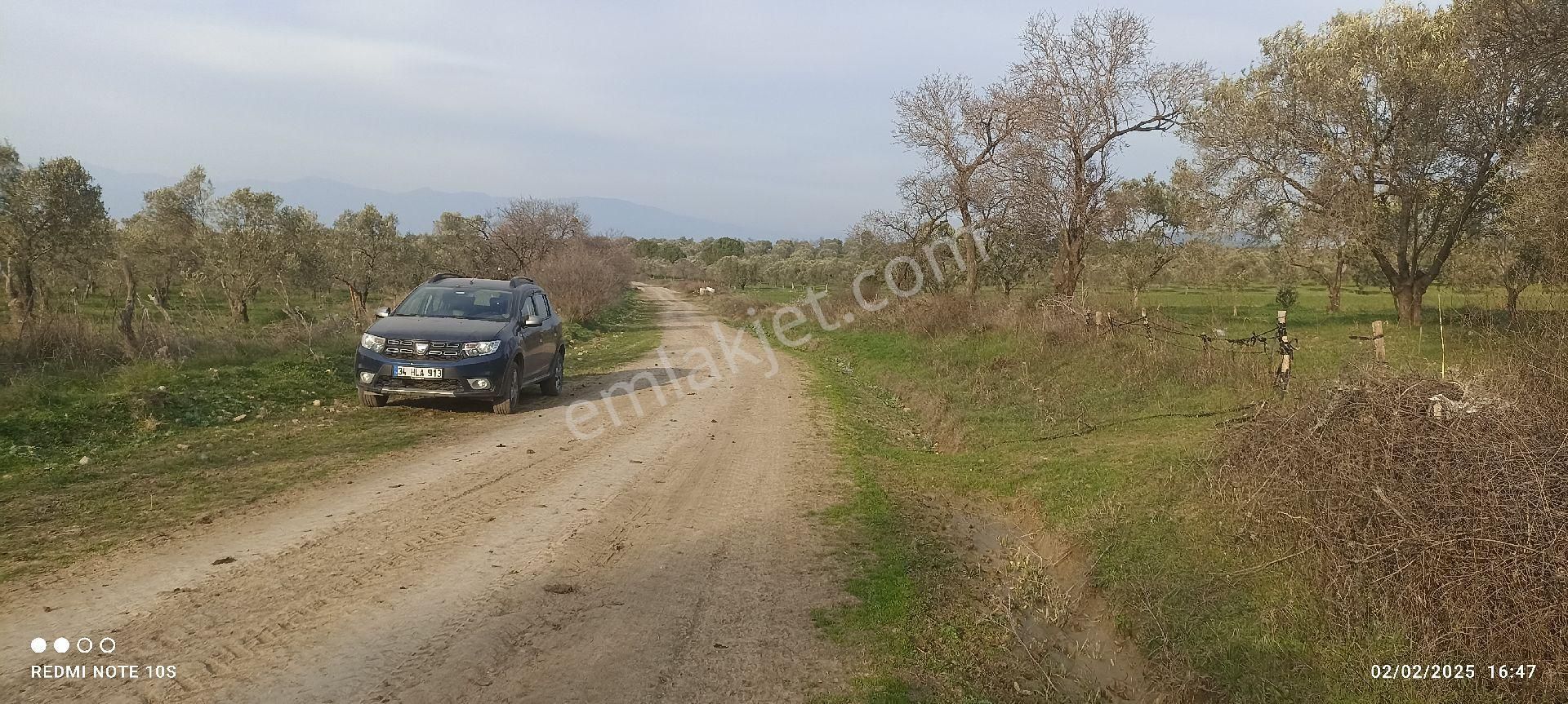 Burhaniye Börezli Satılık Zeytinlik Borezli Mahallaesine800 Mt Mesafede Yolu Suyu Olan Yatırımlık Zeytinlik