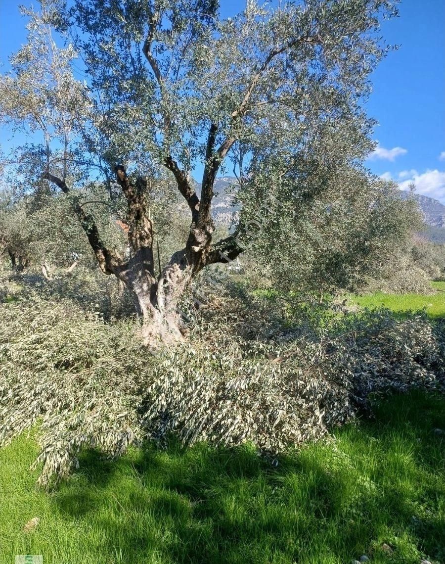 Köyceğiz Zeytinalanı Satılık Tarla Eray Emlaktan Köyceğiz Zeytinalanında 1900m2 Satılık Tarla