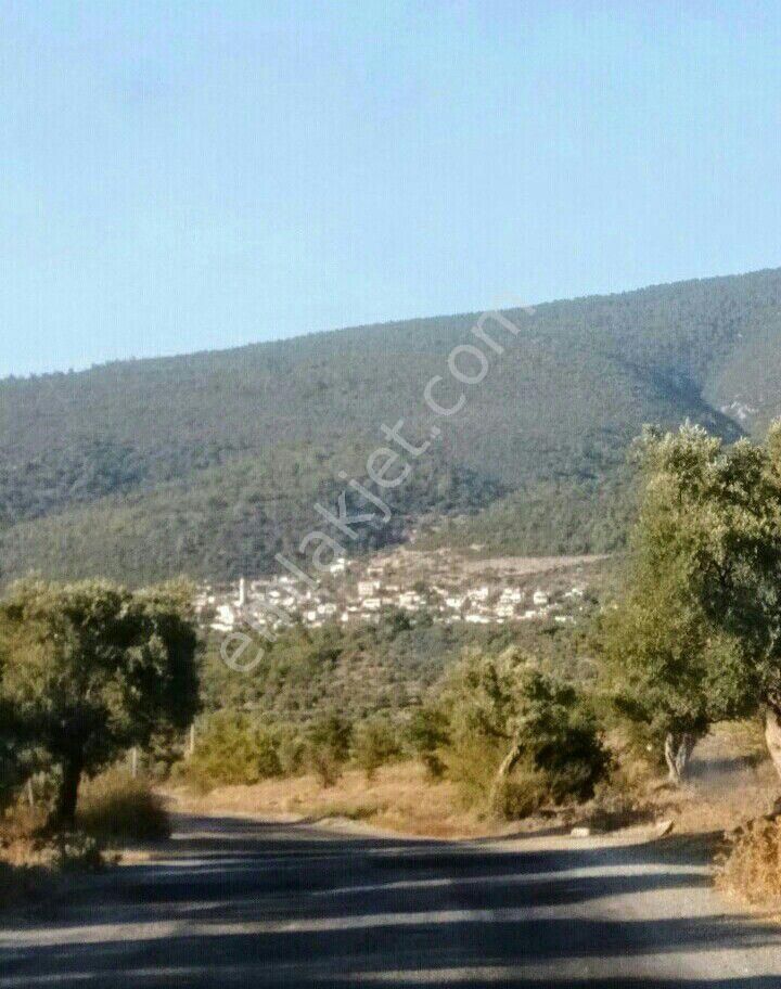 Muğla Milas Kazıklı Köyünde Müstakil Kargır Ev - Görsel 15