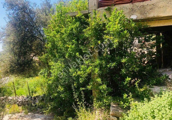 Muğla Milas Kazıklı Köyünde Müstakil Kargır Ev - Görsel 9