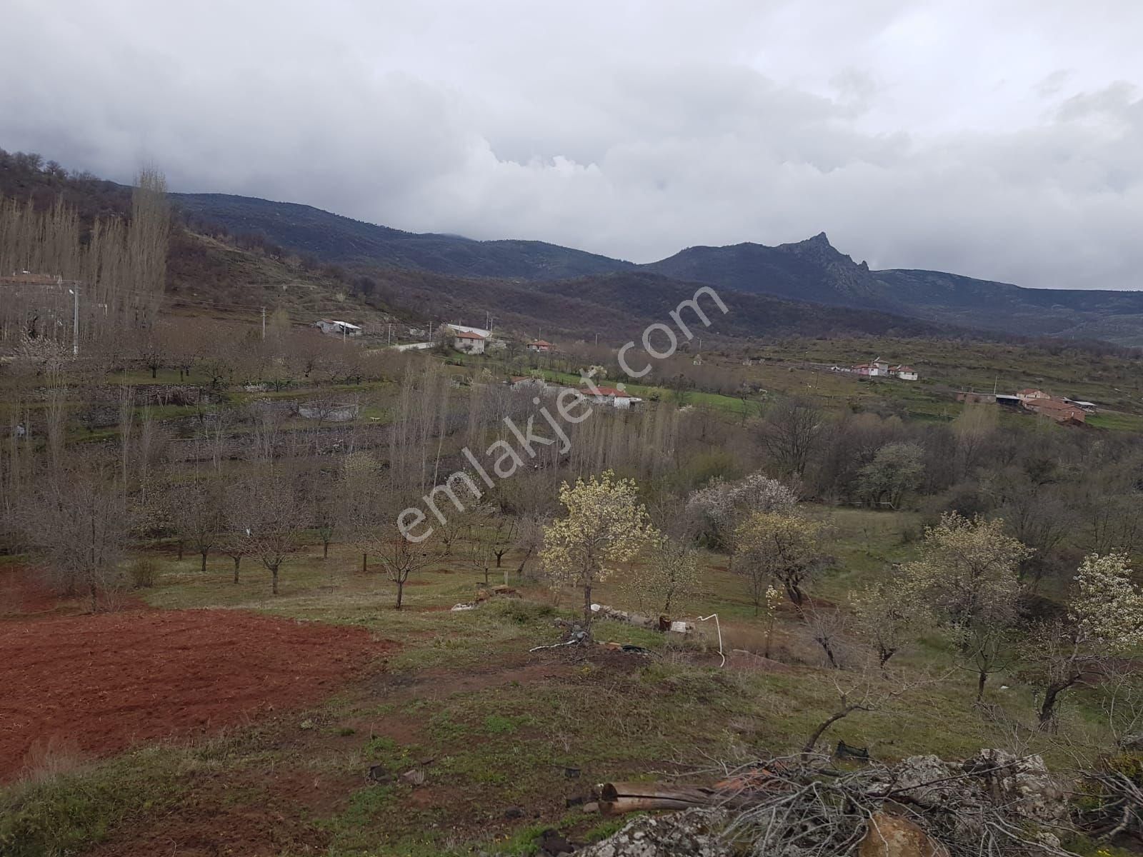 Afyonkarahisar Merkez Kocatepe Bld. (Merkez) Satılık Tarla Söğüt Emlak'tan Büyükkalecik Satılık Bahçe