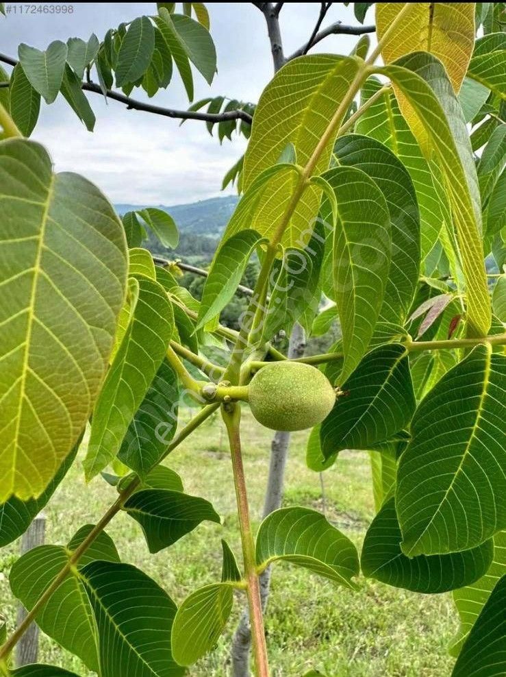 İnegöl Yeniköy Satılık Tarla Çiftlik Yapımına Uygun Satılık Tarla