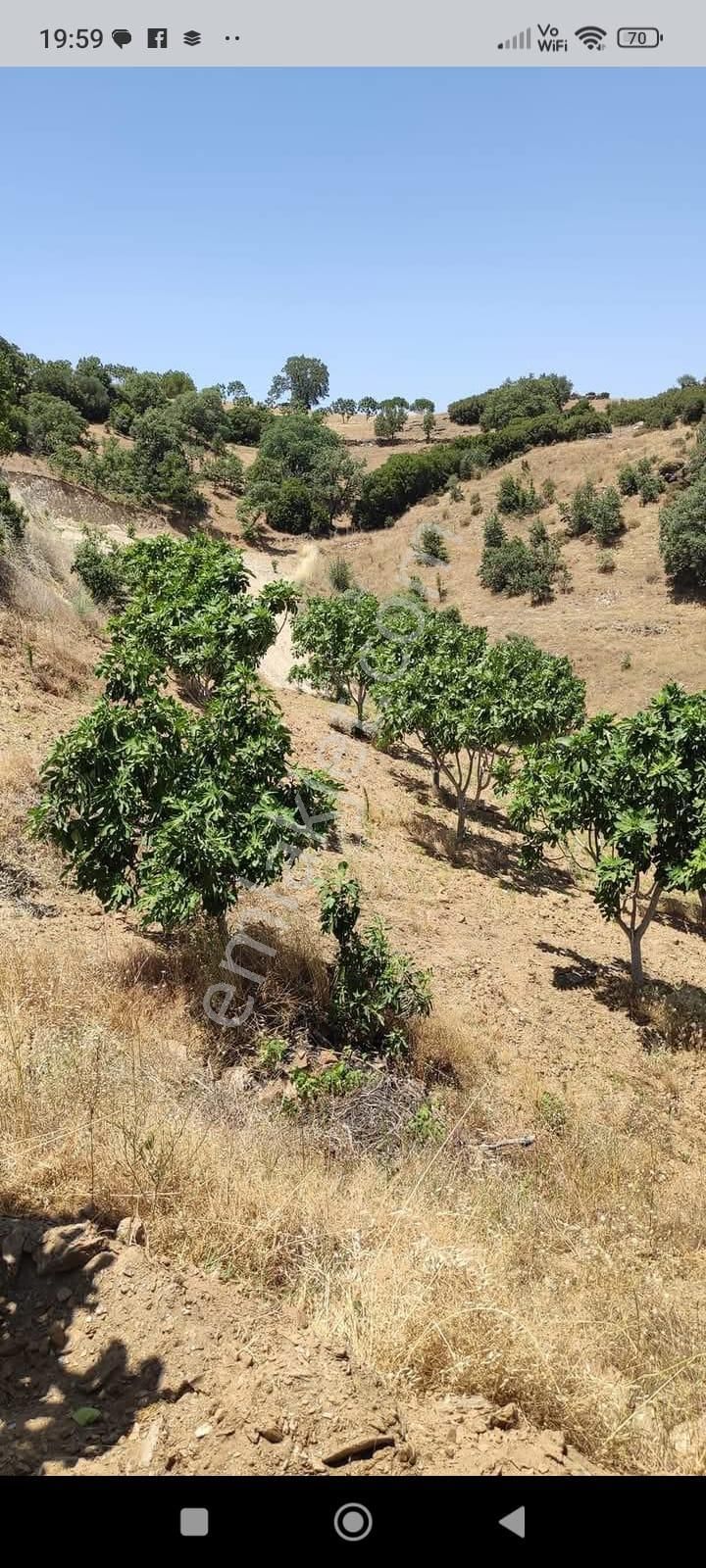 Yenipazar Karacaören Satılık Bağ & Bahçe Aydın Nazilli Yöntem Emlaktan Yenipazar Karacaören Mahallesinde Satılık İncir Bahçesi