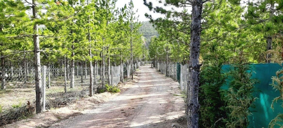 Selçuklu Sulutas Satılık Bağ & Bahçe Merkeze 20 Km Mesafede Çam Agaçları İçinde Bol Oksijenli Bahçe