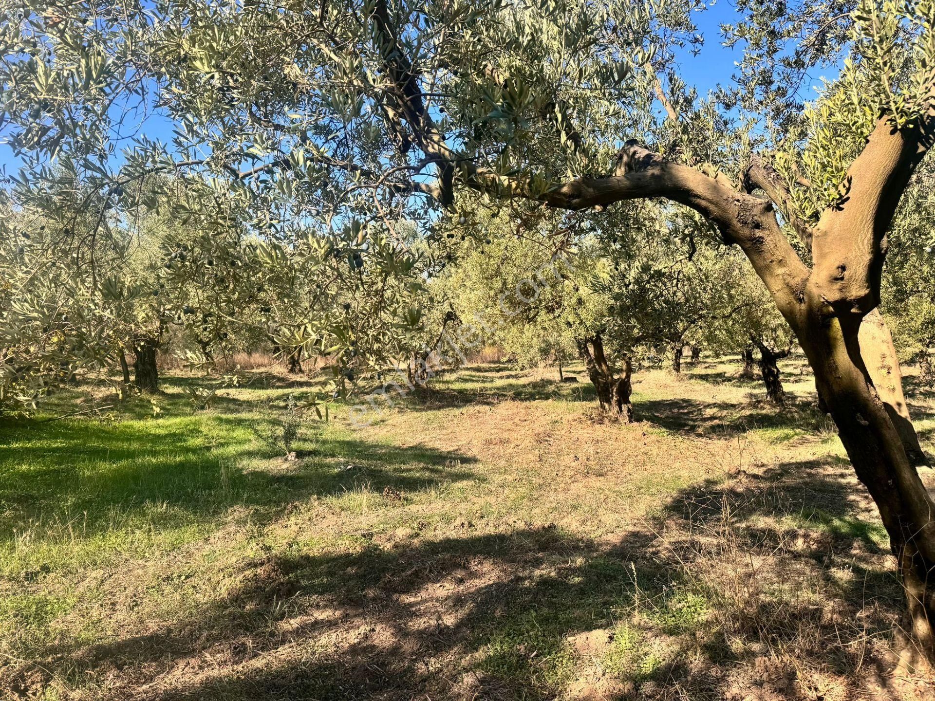 Mudanya Dereköy Satılık Zeytinlik Kapital'den Dereköyde 3213 M2 Satılık Zeytinlik