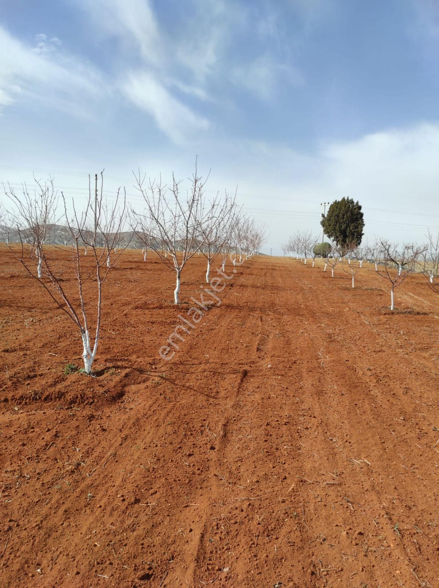 İçinde Evi Ahırı Toplam 650 Badem Ağacı Olan 15.000 M² Tarla - Görsel 35