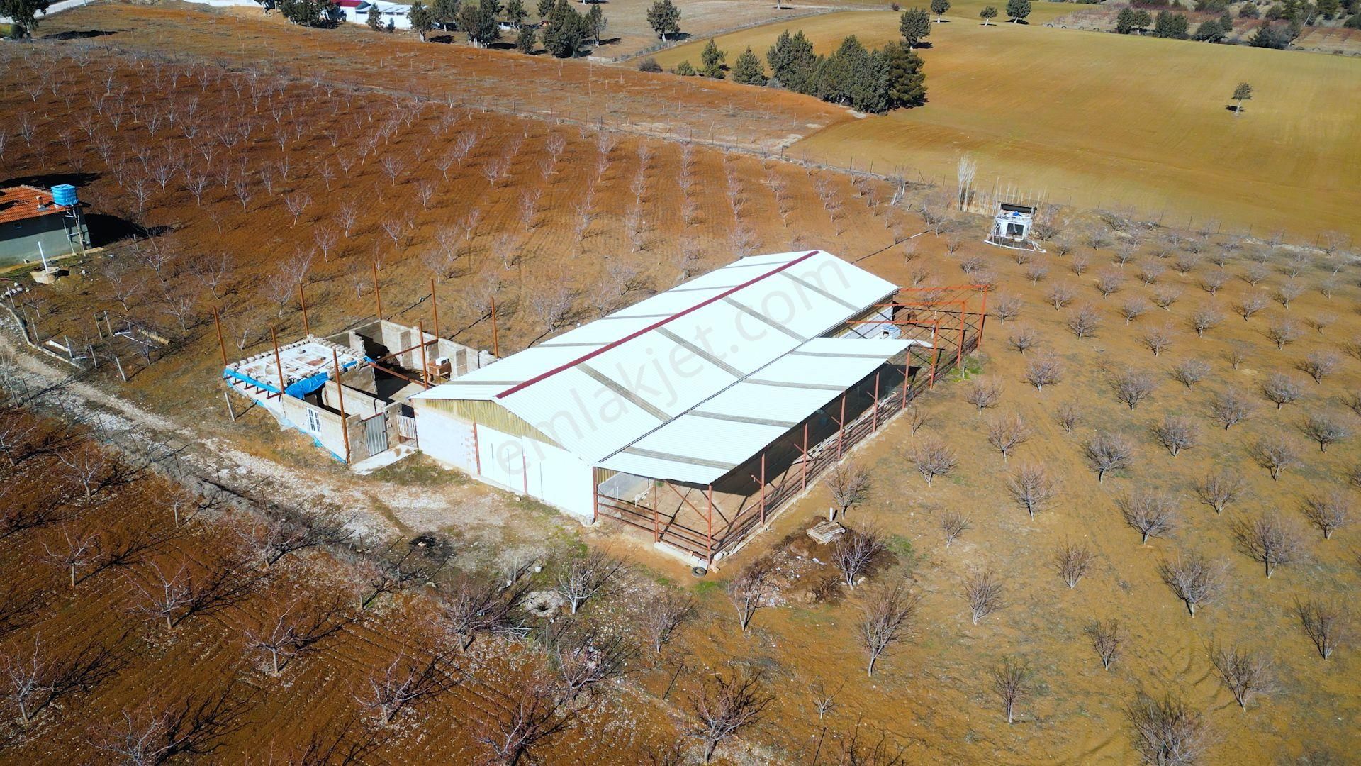 İçinde Evi Ahırı Toplam 650 Badem Ağacı Olan 15.000 M² Tarla - Görsel 21