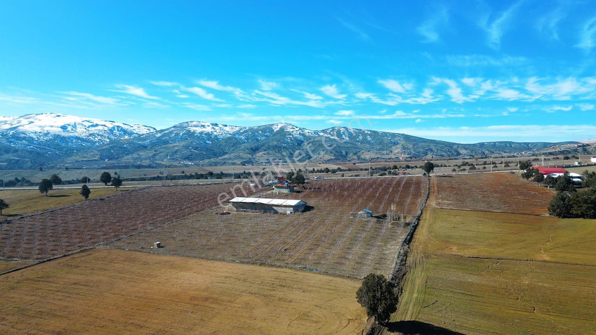 İçinde Evi Ahırı Toplam 650 Badem Ağacı Olan 15.000 M² Tarla - Görsel 10