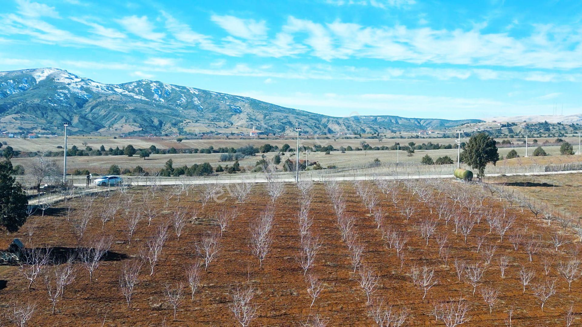 İçinde Evi Ahırı Toplam 650 Badem Ağacı Olan 15.000 M² Tarla - Görsel 27
