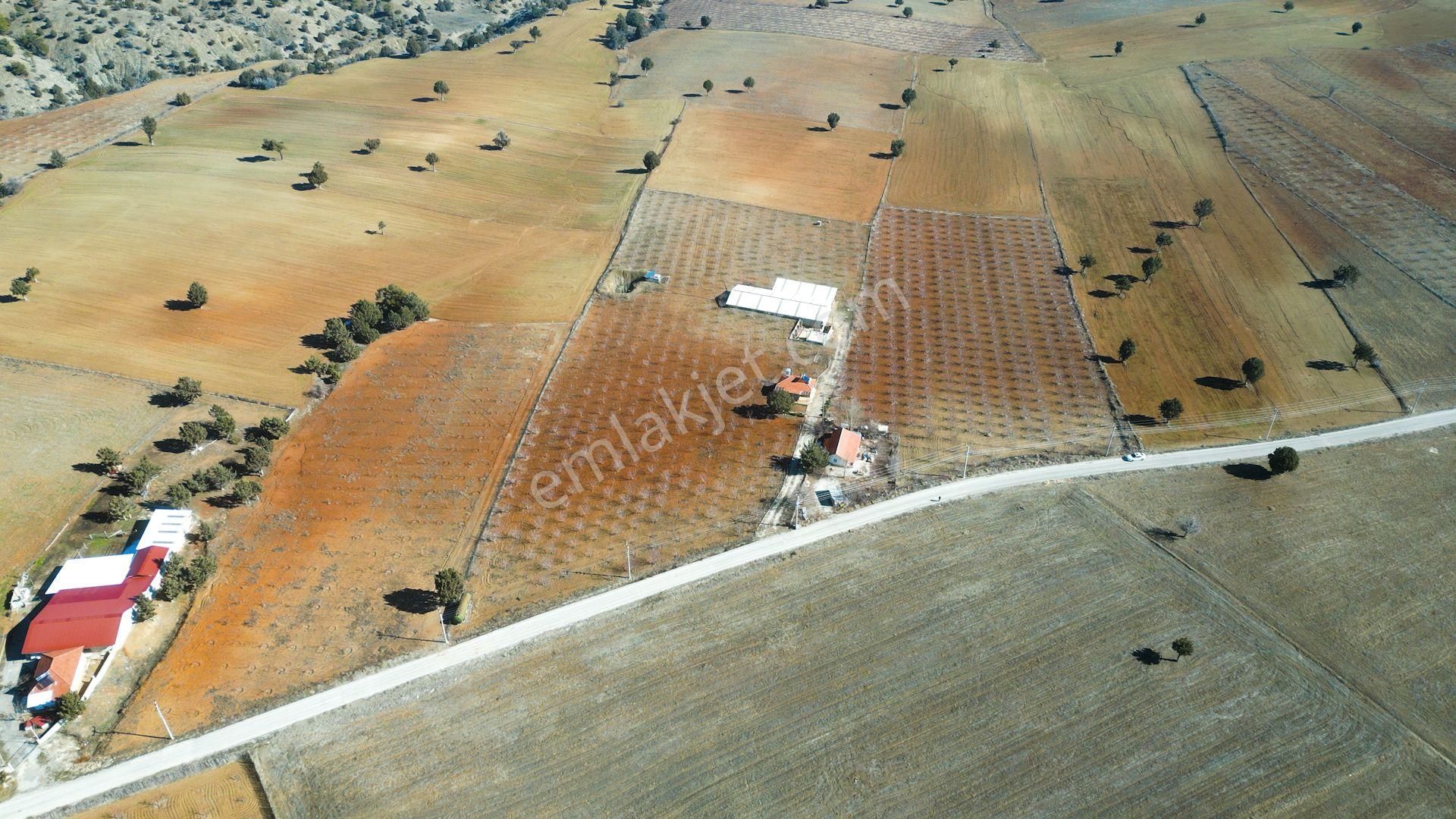 İçinde Evi Ahırı Toplam 650 Badem Ağacı Olan 15.000 M² Tarla - Görsel 11