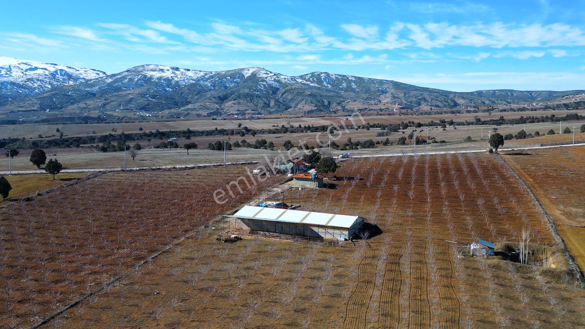 İçinde Evi Ahırı Toplam 650 Badem Ağacı Olan 15.000 M² Tarla - Görsel 20