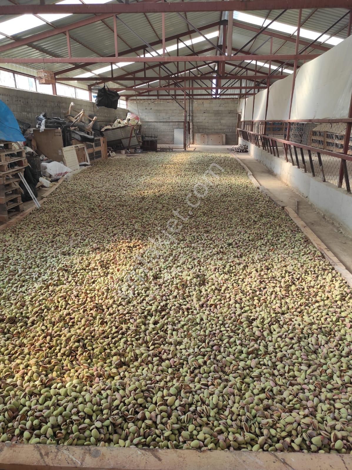 İçinde Evi Ahırı Toplam 650 Badem Ağacı Olan 15.000 M² Tarla - Görsel 33