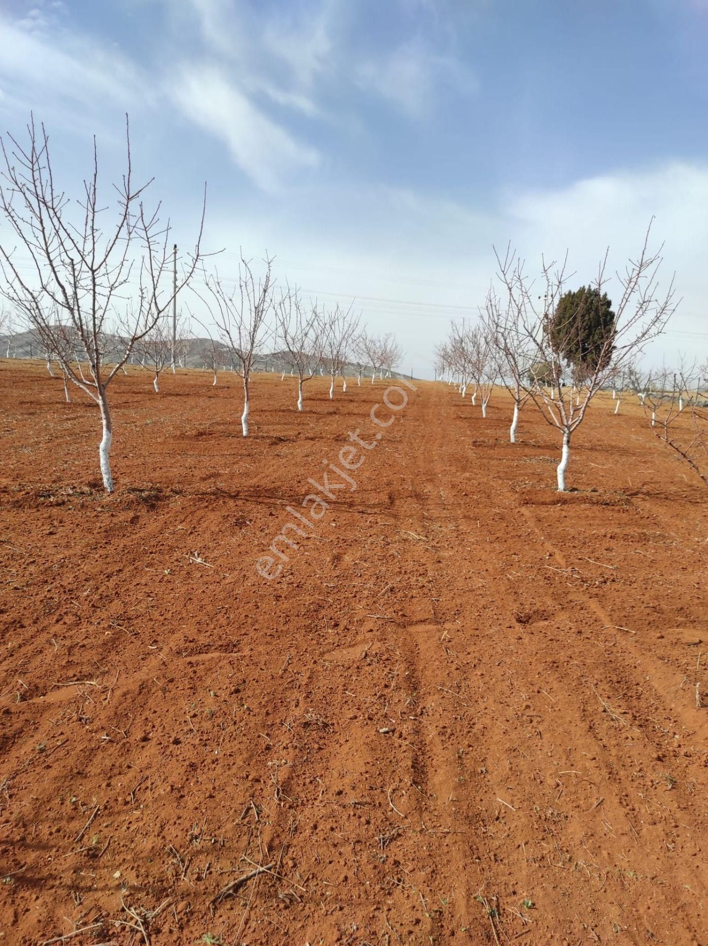 İçinde Evi Ahırı Toplam 650 Badem Ağacı Olan 15.000 M² Tarla - Görsel 34