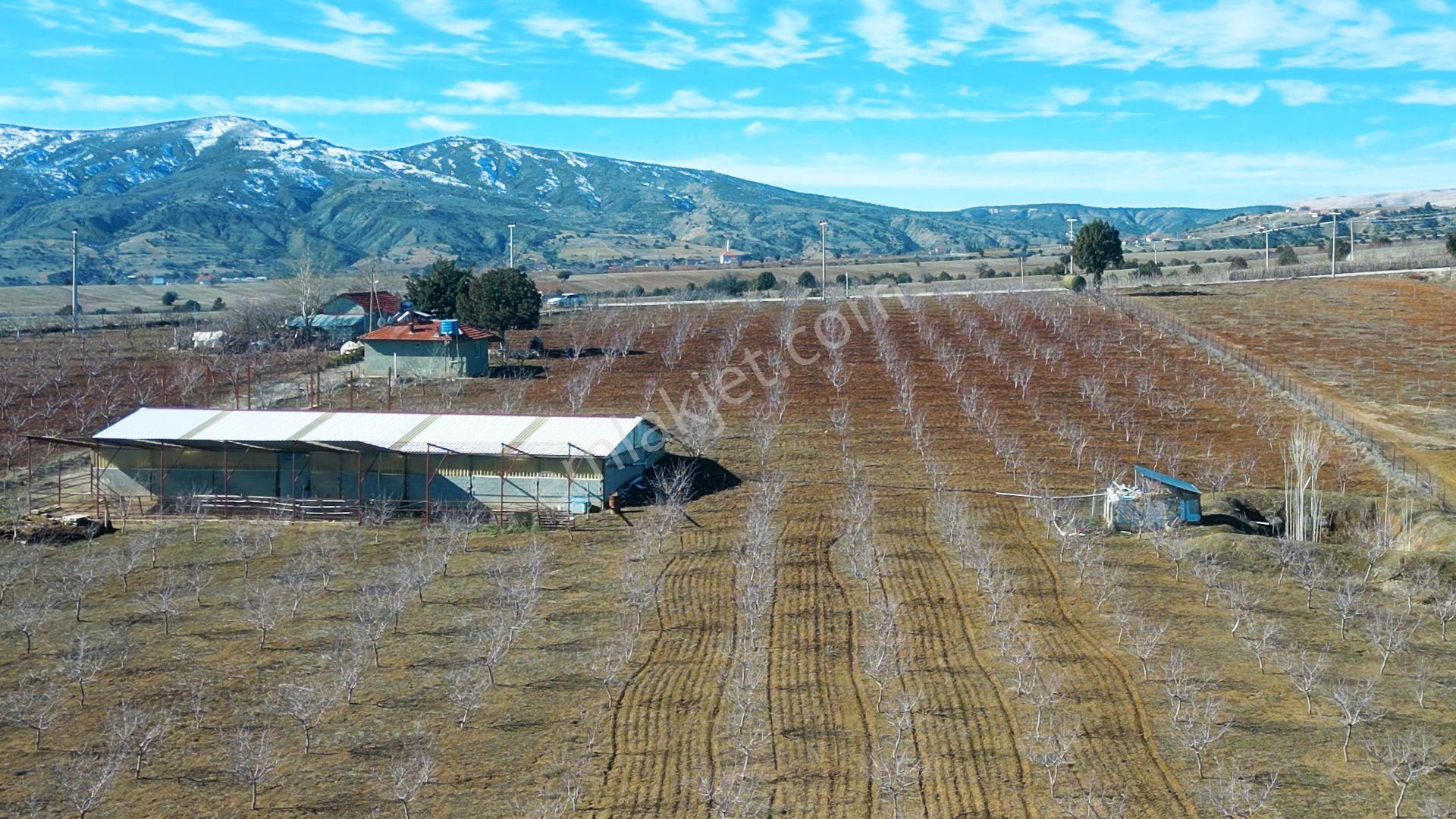 İçinde Evi Ahırı Toplam 650 Badem Ağacı Olan 15.000 M² Tarla - Görsel 26