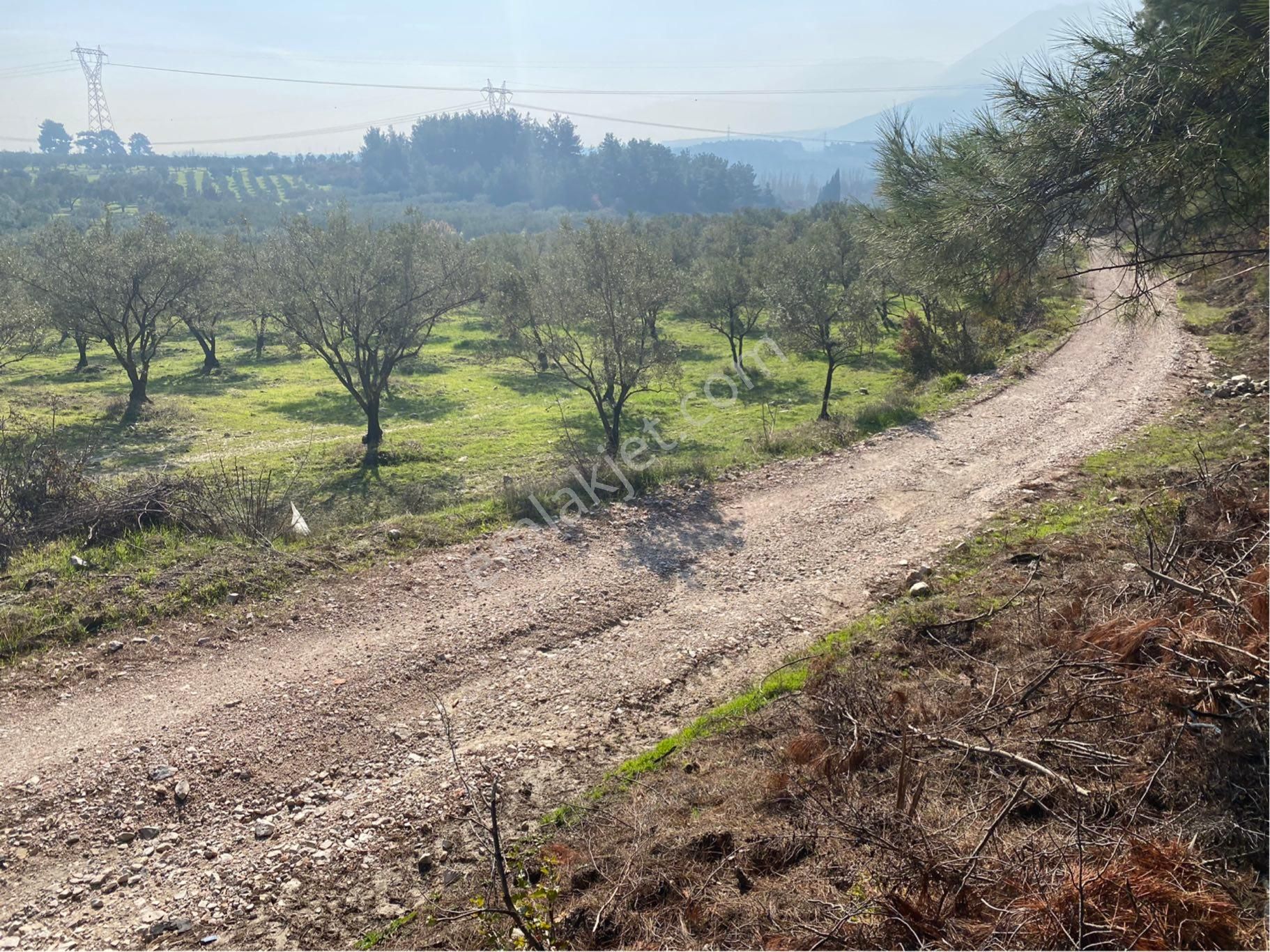 Soma Yırca Satılık Zeytinlik Manisa/soma Yırca Mahallesi Zeytinli Tarla