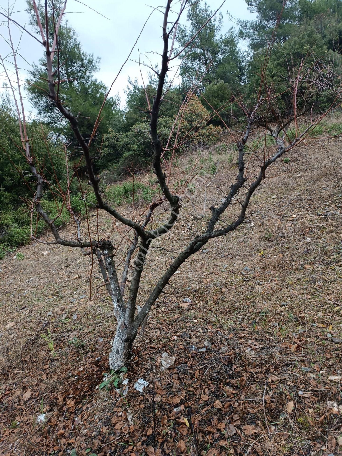 Turgutlu Cumhuriyet Satılık Tarla Satılık Tarla 3.600m2 Bilgi İçin İletişime Geçiniz