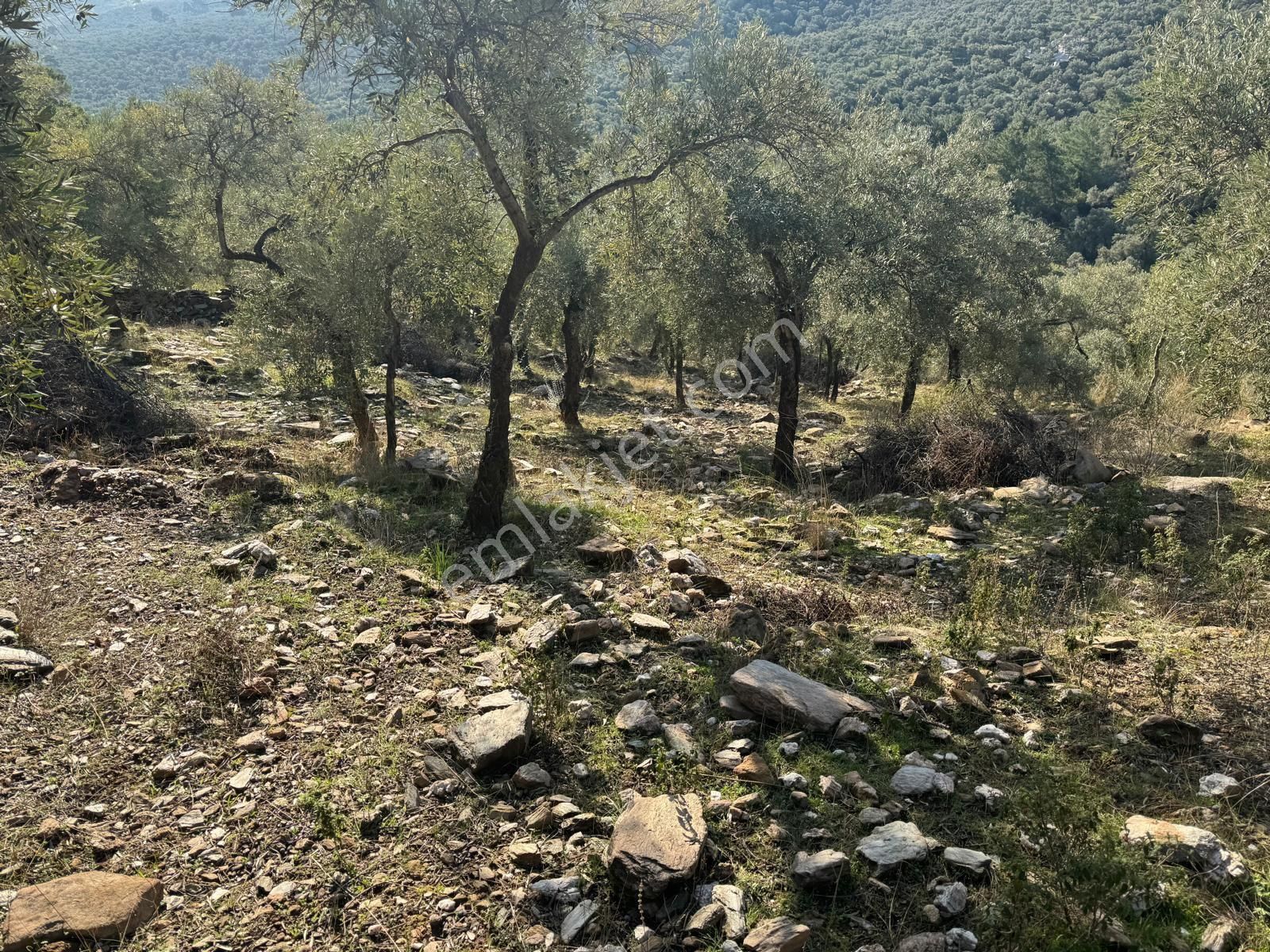 Aydın Karpuzlu Gölcük De Satılık 853 M2 Yatırımlık Zeytinlik - Görsel 2