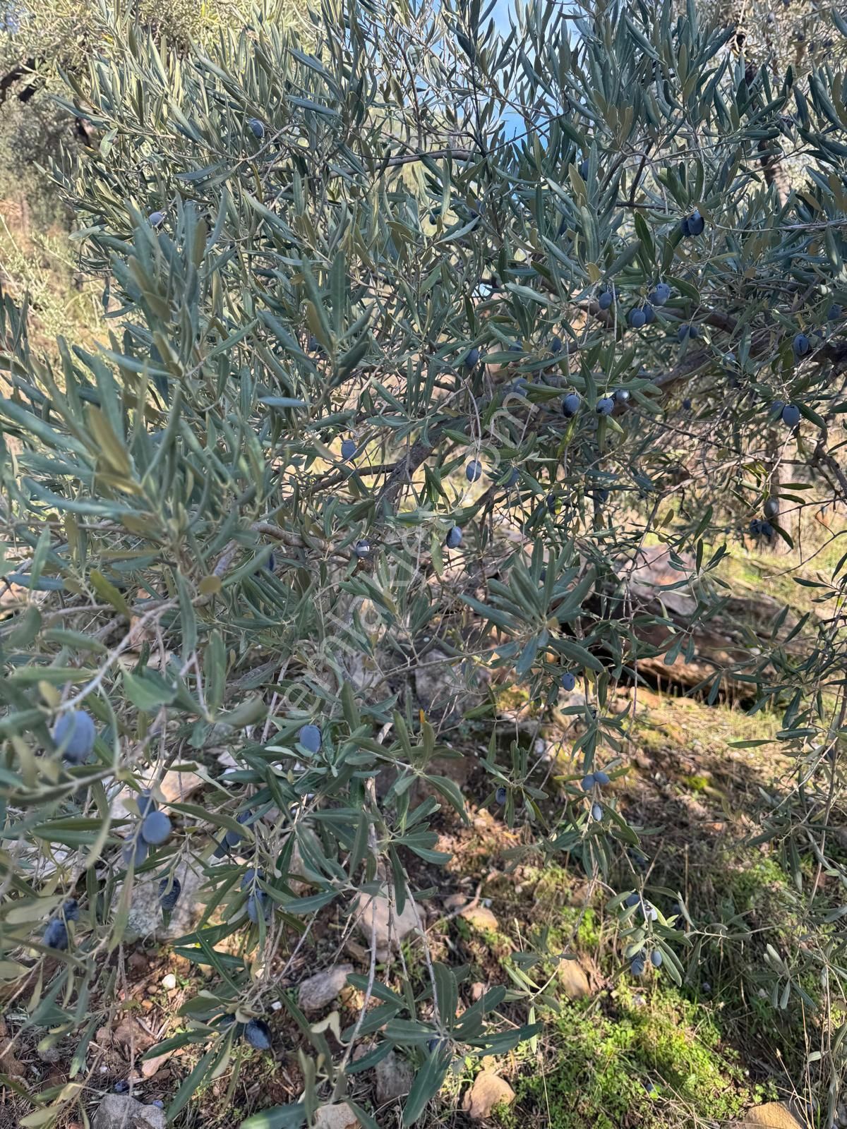 Aydın Karpuzlu Gölcük De Satılık 853 M2 Yatırımlık Zeytinlik - Görsel 7