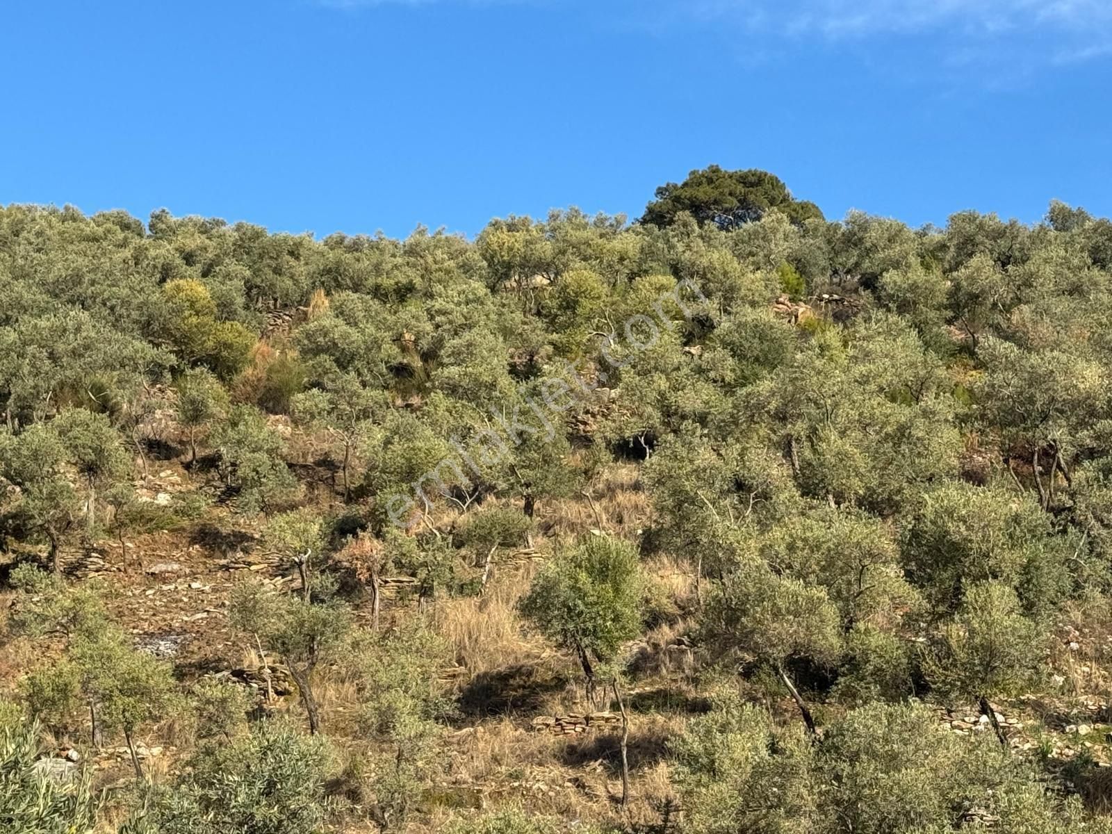 Aydın Karpuzlu Gölcük De Satılık 853 M2 Yatırımlık Zeytinlik - Görsel 9