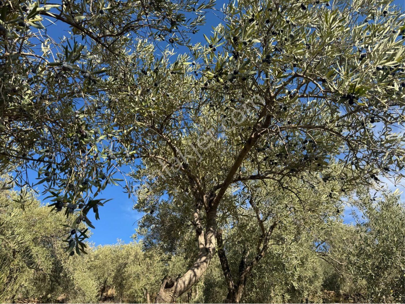 Aydın Karpuzlu Gölcük De Satılık 853 M2 Yatırımlık Zeytinlik - Görsel 5