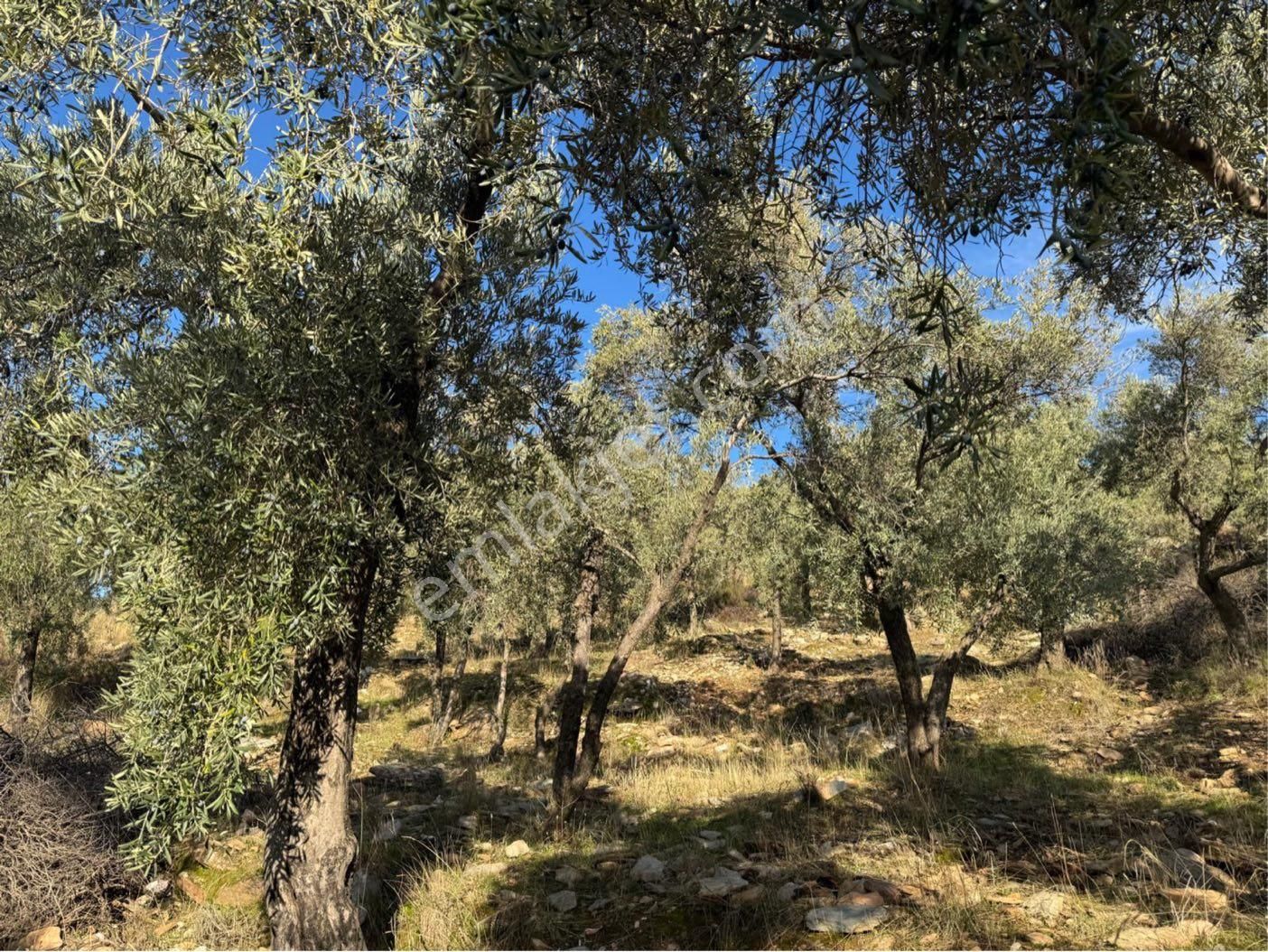 Aydın Karpuzlu Gölcük De Satılık 853 M2 Yatırımlık Zeytinlik - Görsel 10