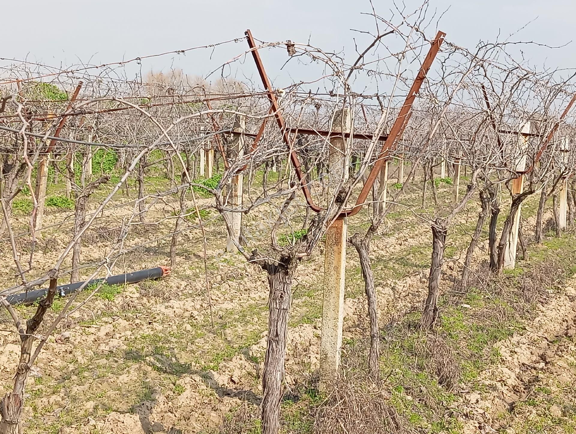 Yunusemre Muradiye Satılık Bağ & Bahçe Manisa Muradiye'de Satılık Cbü Kampüs Asfaltına,120 Mt Mesafede 3.600 M2 Üzüm Bağı