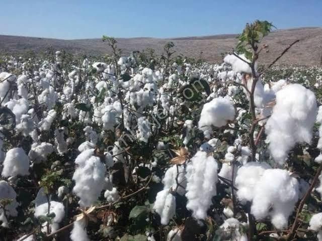 Aydın Efeler Kadıköy Mahallesinde Satılık Çilek Serası Olmaya Aday 11.379.m2 Satılık Tarla - Görsel 4
