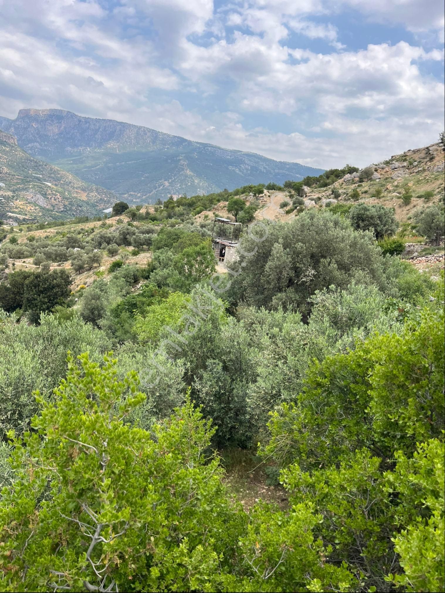 Türe Gayrimenkulden Silifke Karakayda Satılık Zeytin Bahçesi
