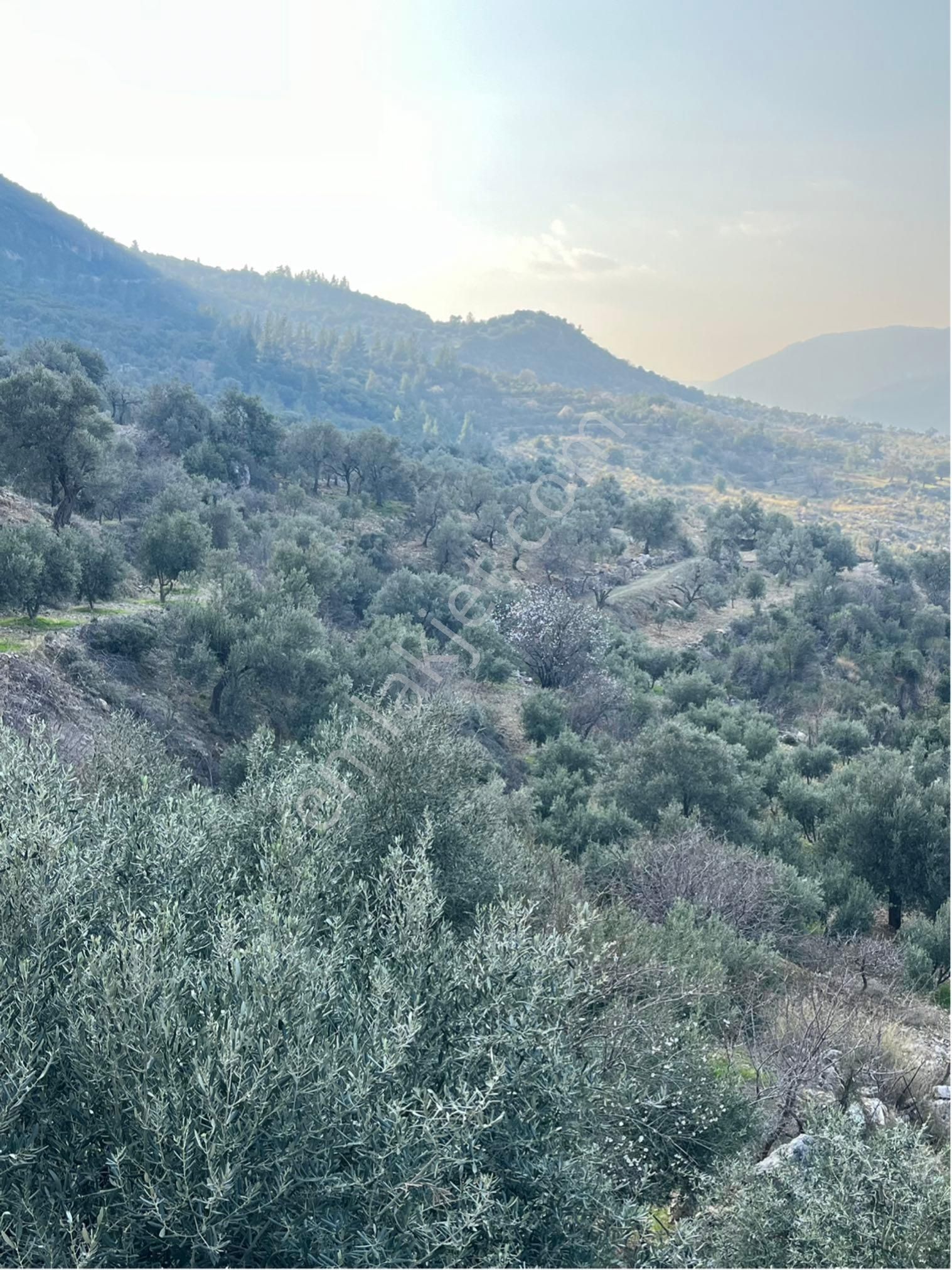 Silifke Karakaya Satılık Bağ & Bahçe Türe Gayrimenkulden Silifke Karakayda Satılık Zeytin Bahçesi