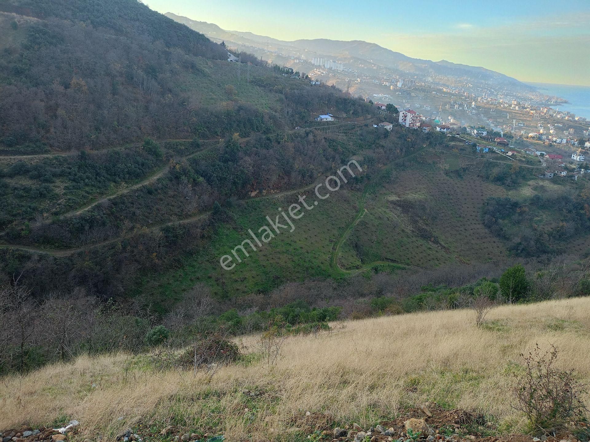 Akçaabat Söğütlü Satılık Villa İmarlı Aydınoğlu Gayrimenkulden Akçaabat Söğütlü' De Deniz Manzaralı Satılık 436 M2 Villalık Arsa