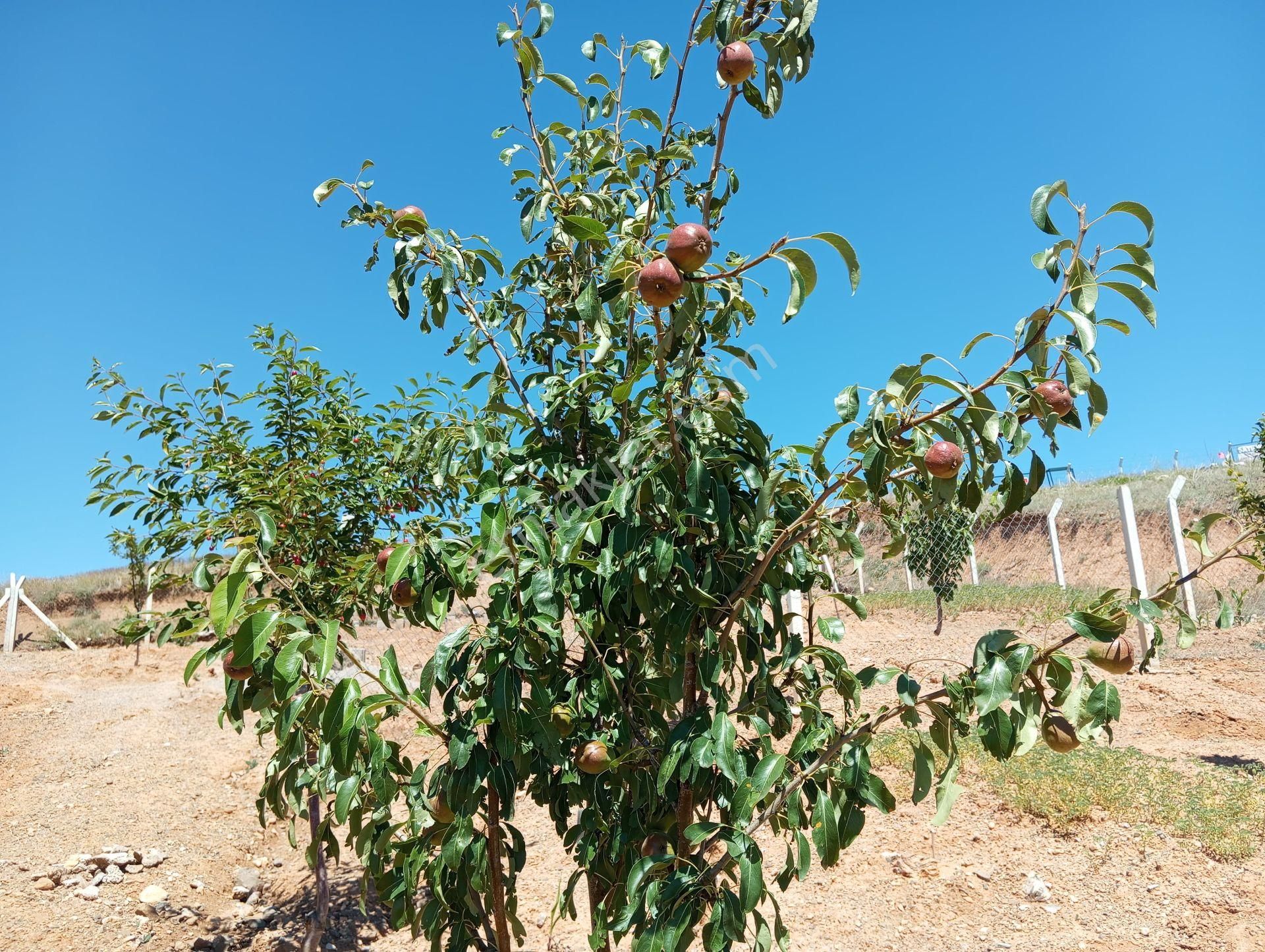 Ev Ve Araba Takaslı Sahibinden.villa İmarlı. Açıklamayı Oku - Görsel 20