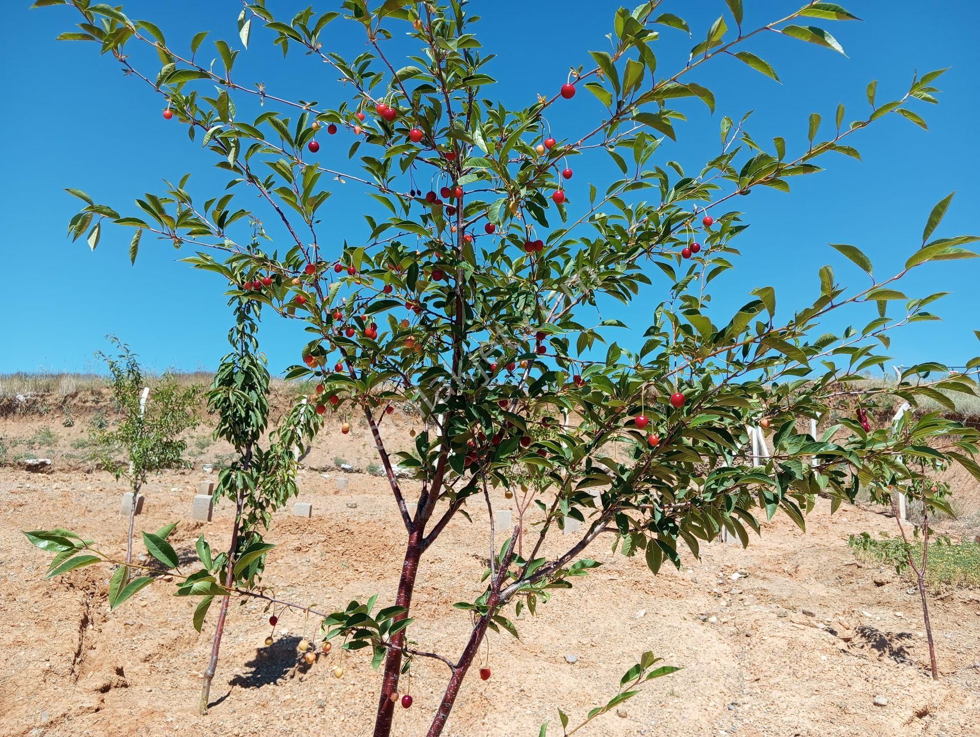 Ev Ve Araba Takaslı Sahibinden.villa İmarlı. Açıklamayı Oku - Görsel 19
