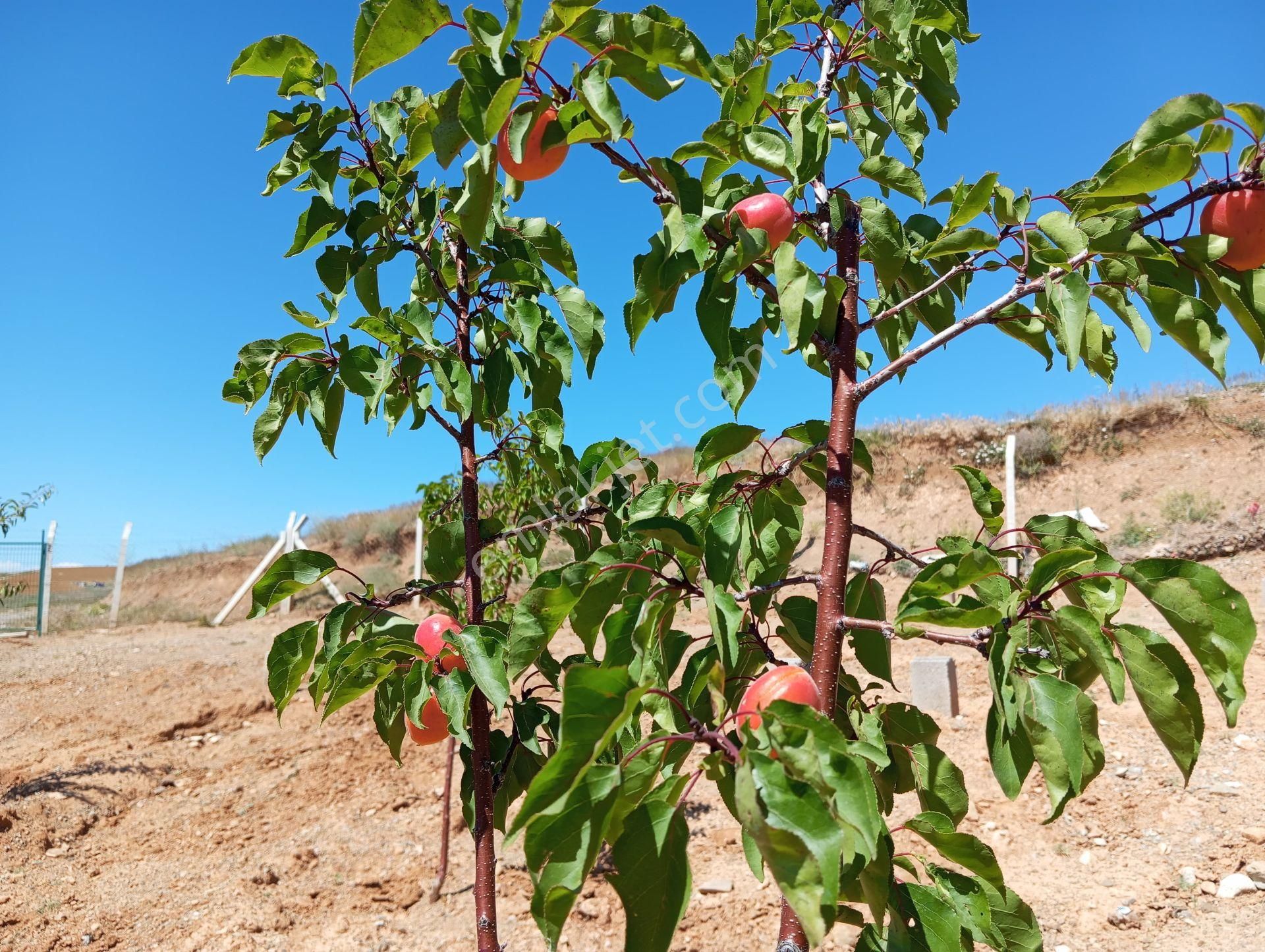 Ev Ve Araba Takaslı Sahibinden.villa İmarlı. Açıklamayı Oku - Görsel 18