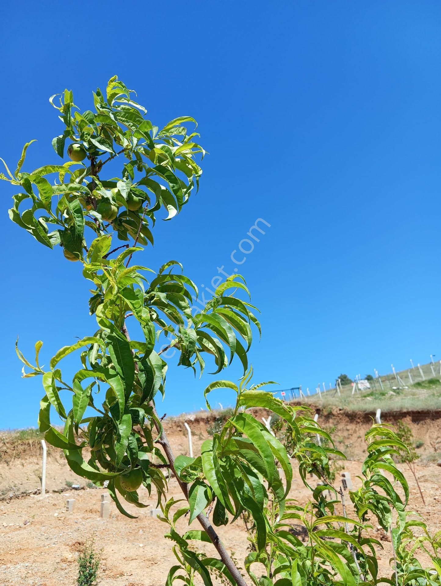 Ev Ve Araba Takaslı Sahibinden.villa İmarlı. Açıklamayı Oku - Görsel 16