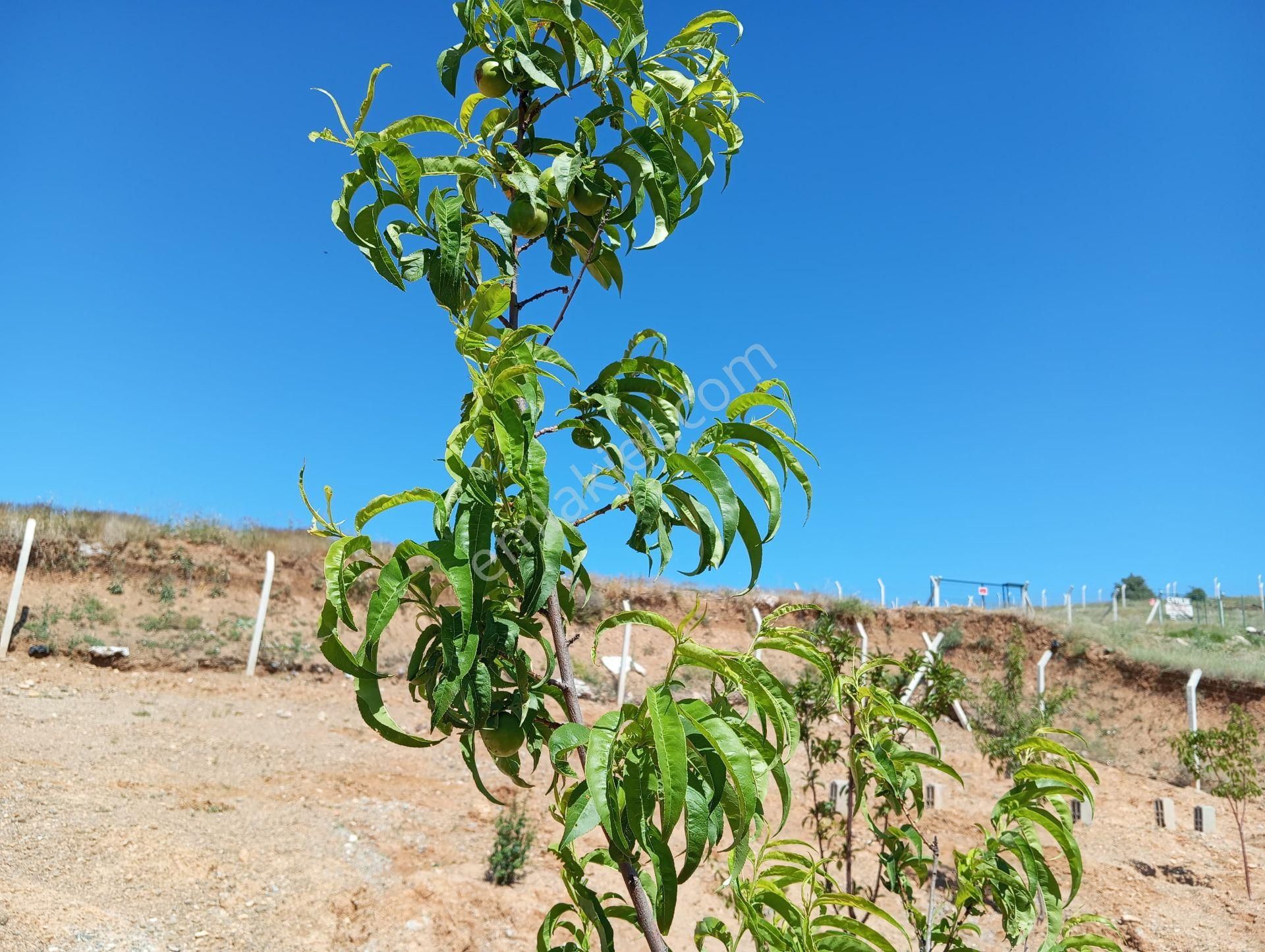 Ev Ve Araba Takaslı Sahibinden.villa İmarlı. Açıklamayı Oku - Görsel 17