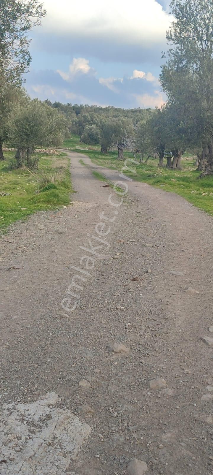 Deniz Manzaralı Süper Zeytinlik – 5 Dönüm – Resmi Yolu Mevcut! 🌿🌊 - Görsel 6