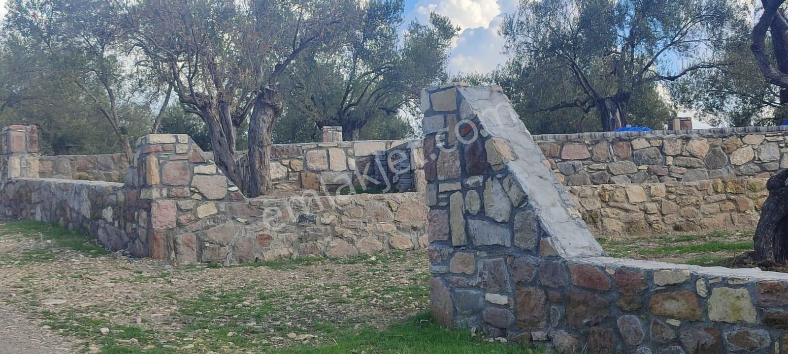 Deniz Manzaralı Süper Zeytinlik – 5 Dönüm – Resmi Yolu Mevcut! 🌿🌊 - Görsel 2