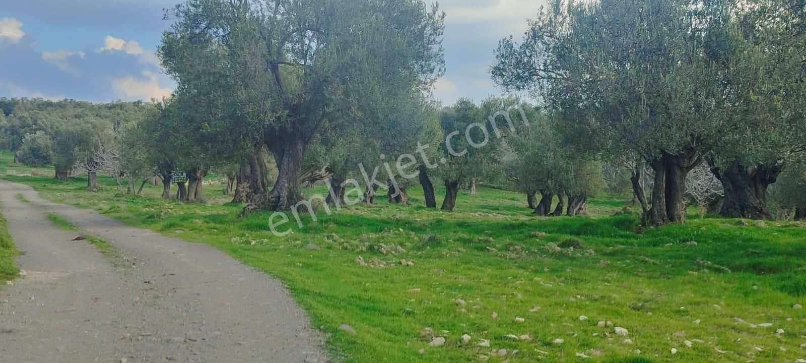 Deniz Manzaralı Süper Zeytinlik – 5 Dönüm – Resmi Yolu Mevcut! 🌿🌊 - Görsel 7