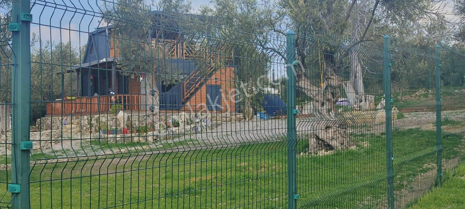 Deniz Manzaralı Süper Zeytinlik – 5 Dönüm – Resmi Yolu Mevcut! 🌿🌊 - Görsel 4