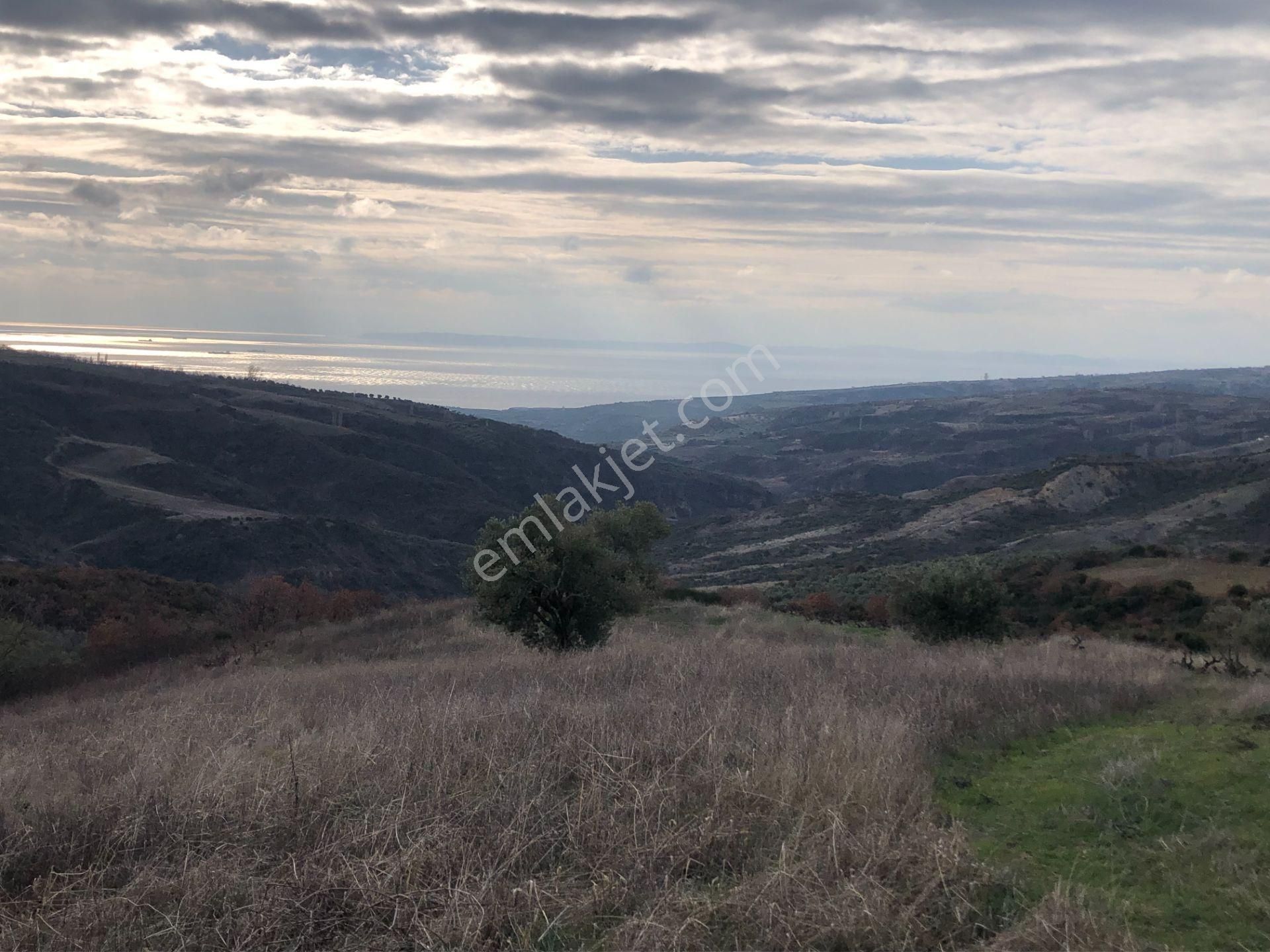 Şarköy Yayaköy Satılık Bağ & Bahçe Şarköy De Işık Emlakta Yayaköy Mah De 6300 M2 Bağ Ve Zeytinlik