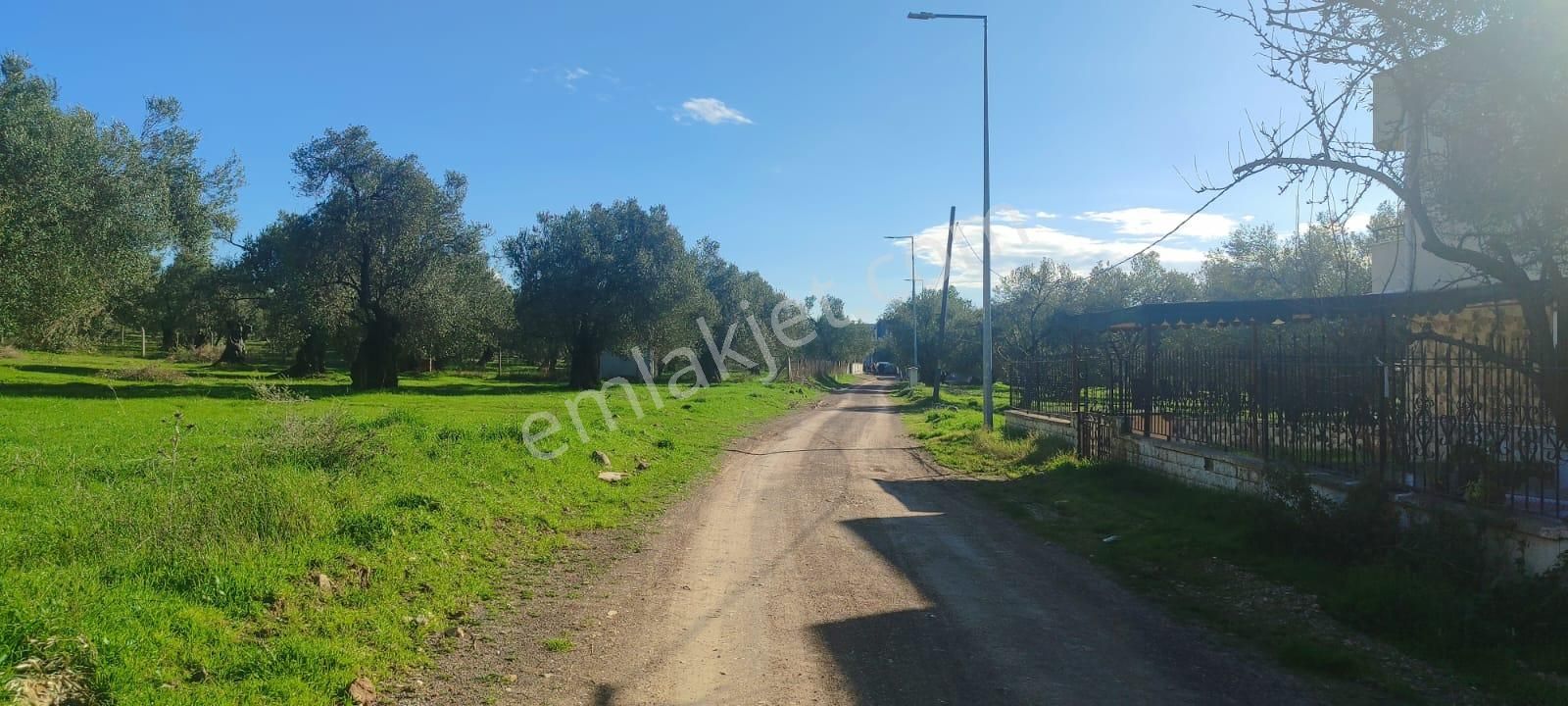 Deniz Manzaralı Zeytinlik – 2700 M² – İmarın Dibinde! 🌿🌊 - Görsel 4