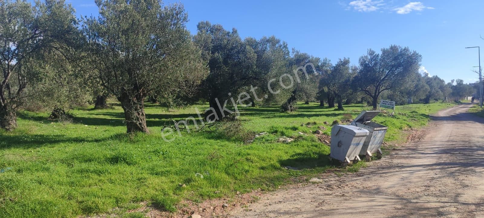 Deniz Manzaralı Zeytinlik – 2700 M² – İmarın Dibinde! 🌿🌊 - Görsel 5