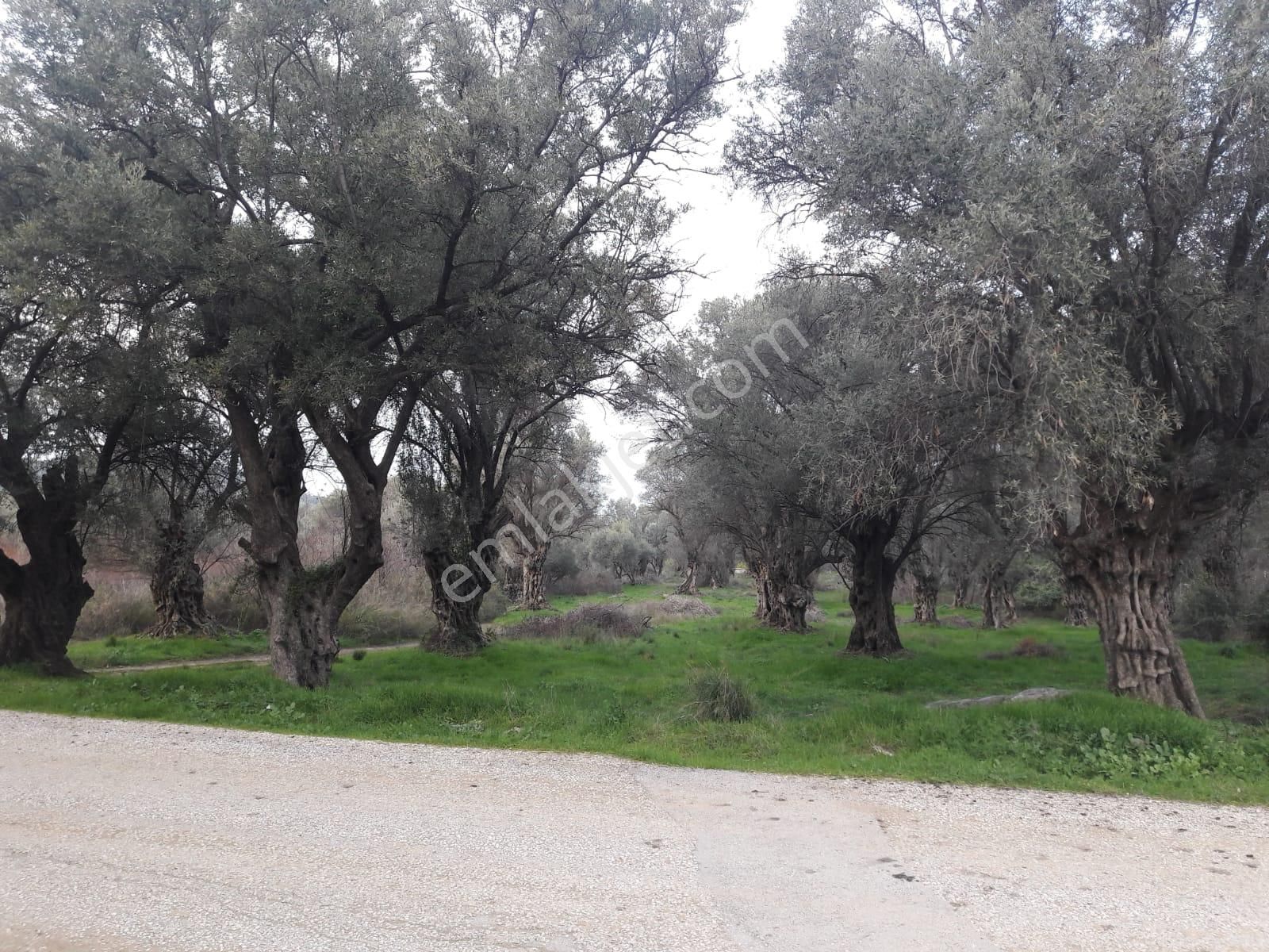 Ödemiş Bademli Satılık Zeytinlik İzmir Ödemiş Bademli' De Satılık Zeytin Bahçesi