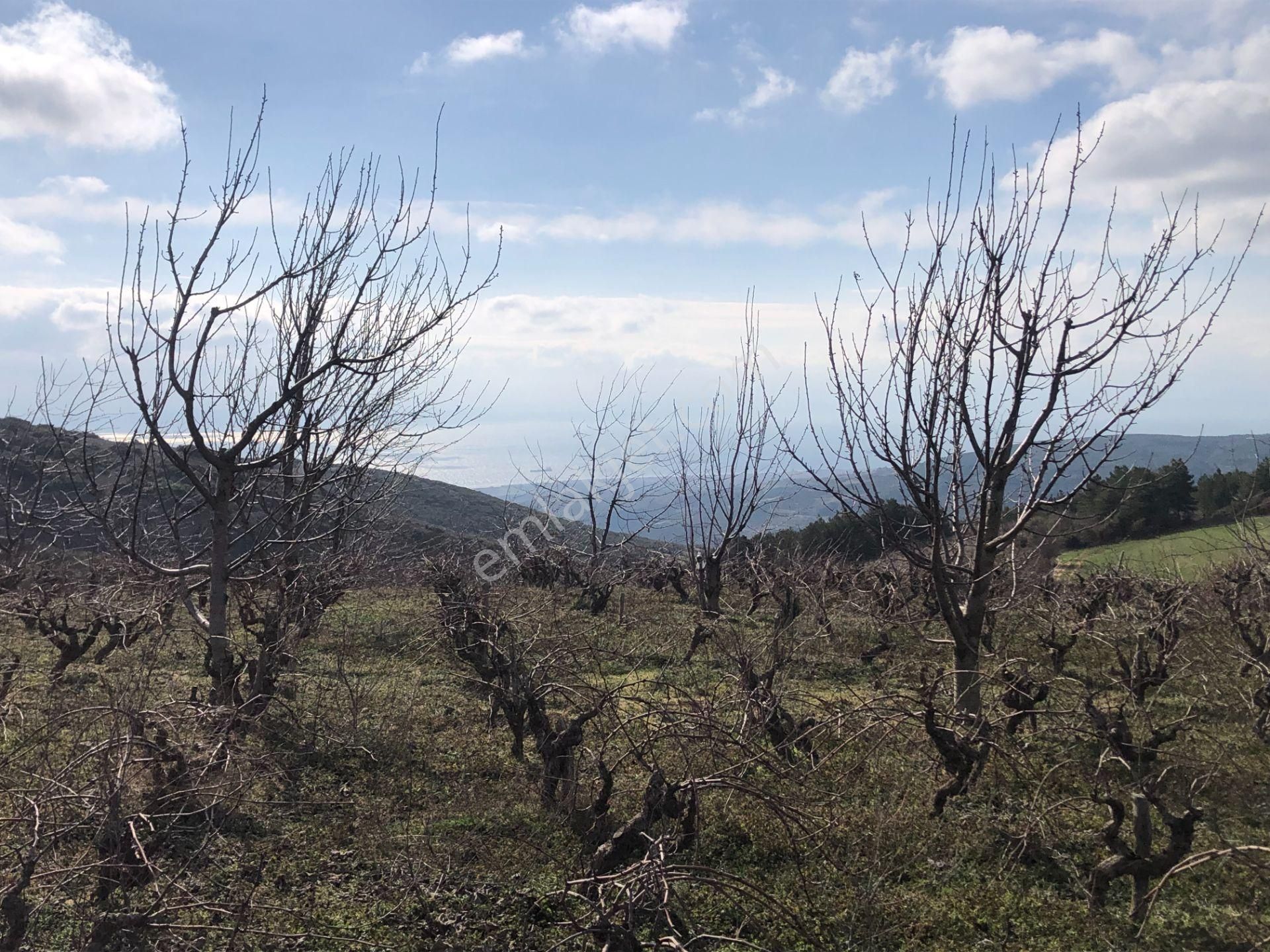 Şarköy Yörgüç Satılık Bağ & Bahçe Şarköy De Işık Emlakta Yorgüç Mah De 31000 M2 Bağ Ve Kirazlık