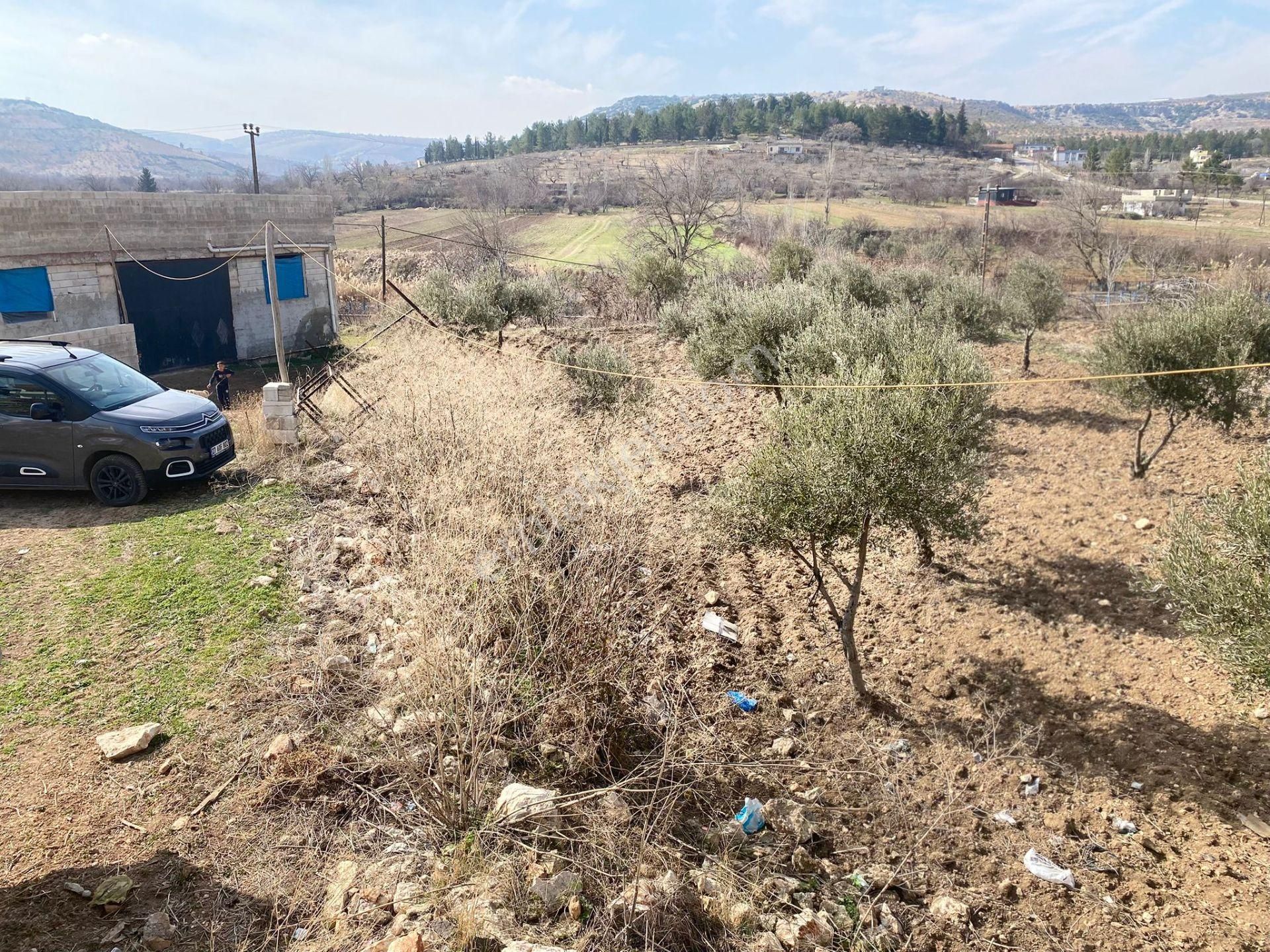 Nizip Salkım Satılık Tarla Termal Emlaktan Salkımda Satlık Pınar Başında Bag Evlik Arazi