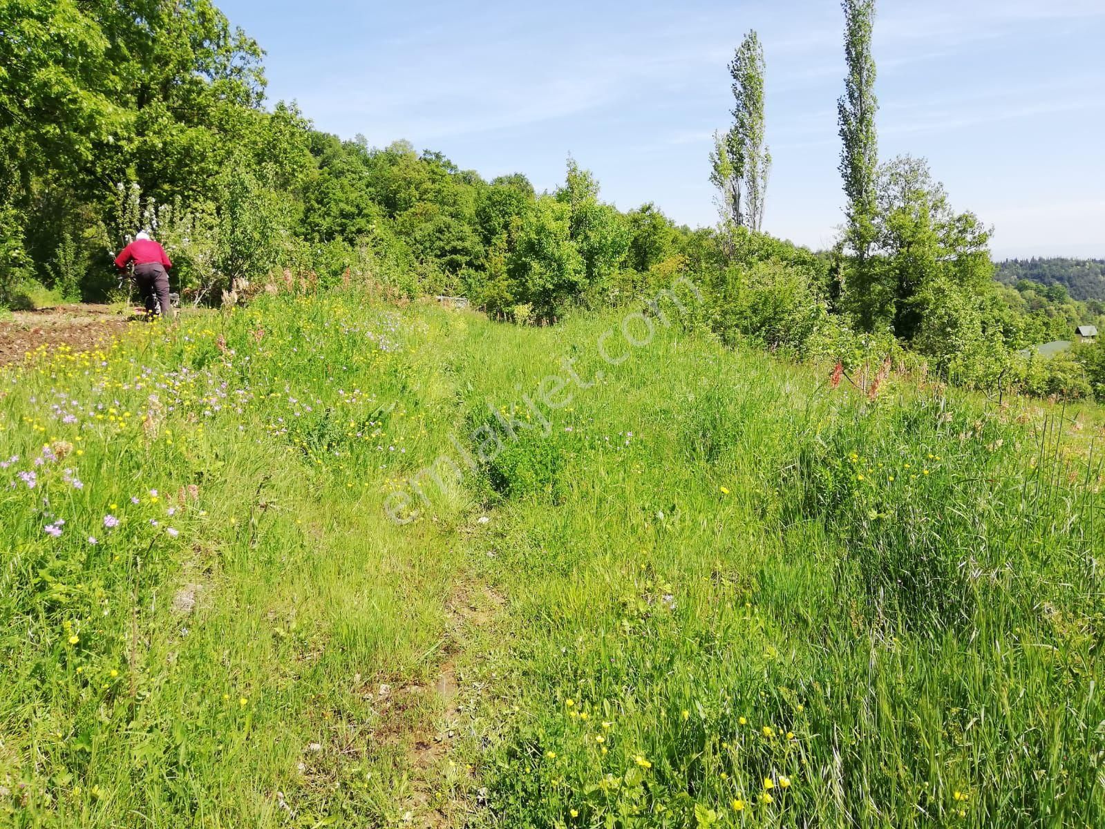 Osmangazi Uluçam Satılık Tarla Bursa Osmangazi Misiköyü Satılık 13465m2 Bahçe