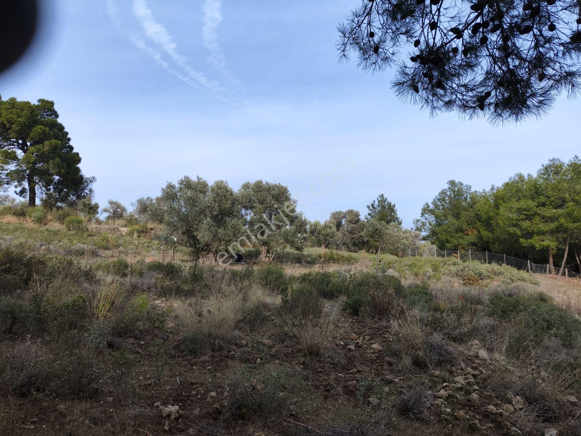 Karaburun Tek Tapu Boyabağı Koyunda Denize 300 M Yakın Arsa - Görsel 5