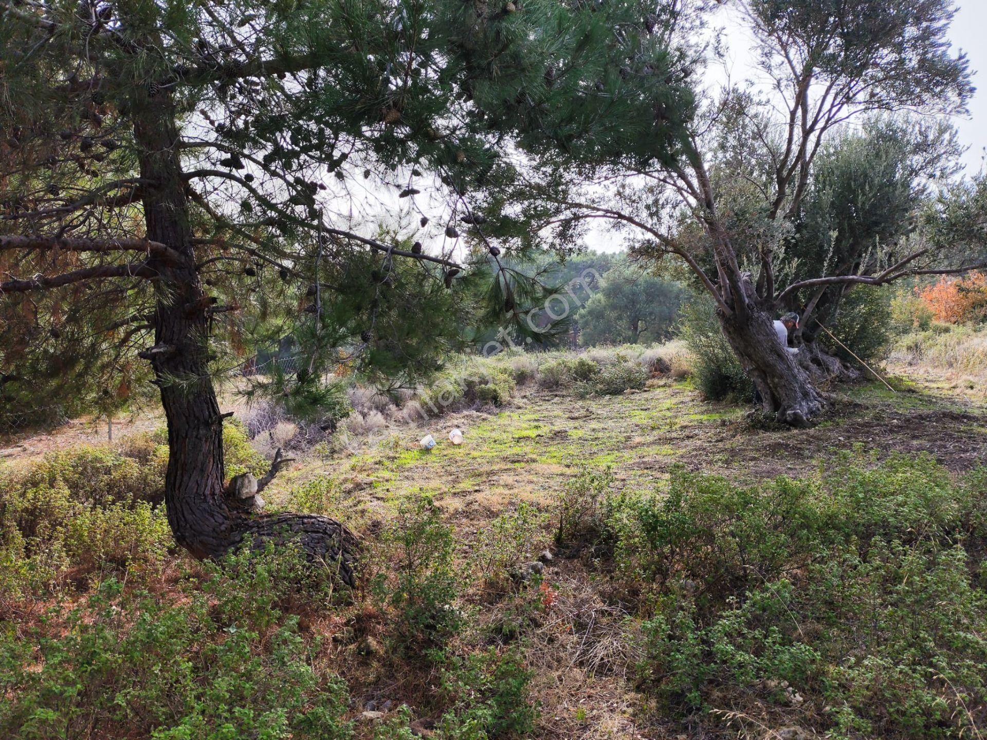 Karaburun Tek Tapu Boyabağı Koyunda Denize 300 M Yakın Arsa - Görsel 3