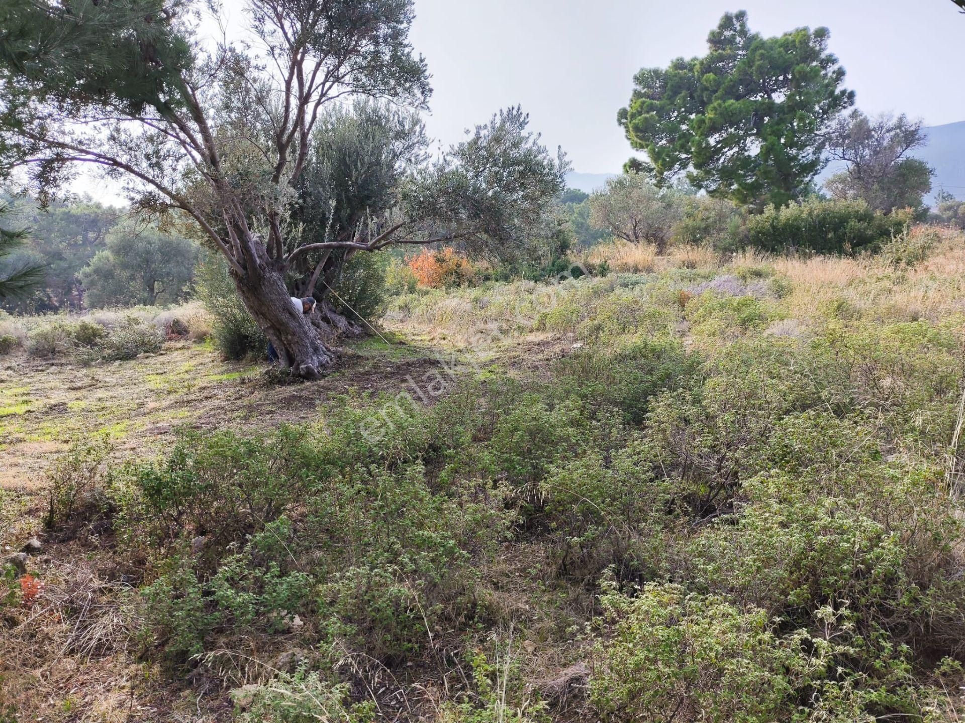 Karaburun Tek Tapu Boyabağı Koyunda Denize 300 M Yakın Arsa - Görsel 6