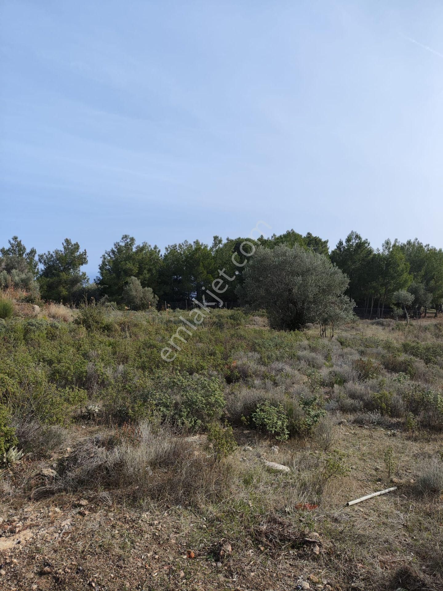 Karaburun Tek Tapu Boyabağı Koyunda Denize 300 M Yakın Arsa - Görsel 8